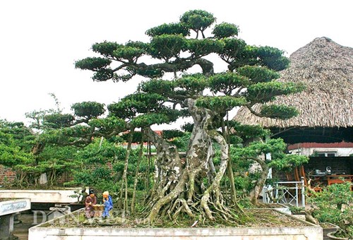 “Siêu thị” cây thế tiền tỷ ở Điền Xá Nam Định