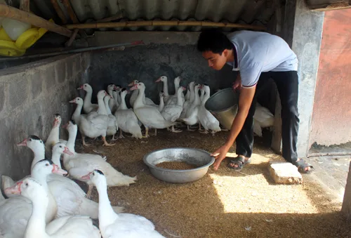 Mô hình nuôi ngan giá trị kinh tế cao theo hướng an toàn sinh học của gia đình anh Đoàn Văn Thuần ở xóm 7, xã Giao Hải (Giao Thủy, Nam Định). 