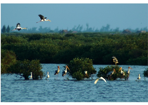 Hệ sinh thái đất ngập nước là nơi ngụ cư của nhiều loài động vật thủy sinh và chim nước