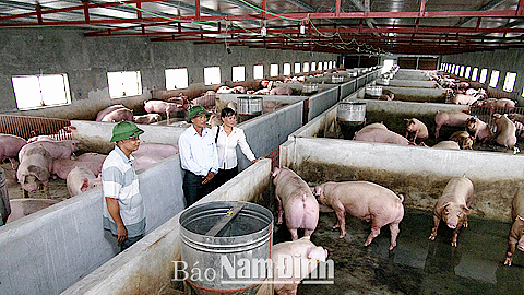 Mô hình chăn nuôi trang trại VAC của anh Nguyễn Văn Luật, xã Hải Đông (Hải Hậu) cho thu nhập cao.