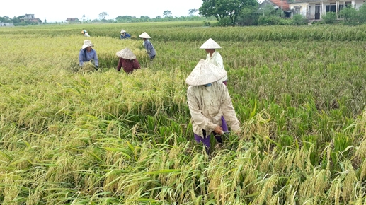 Nam Định: Tích tụ ruộng đất