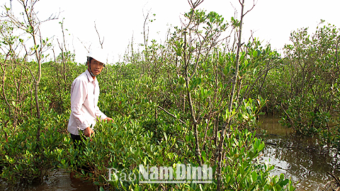 Ông Nguyễn Văn Bổng, xóm 18, xã Giao An chăm sóc cây sú, vẹt tại Vườn quốc gia Xuân Thủy.