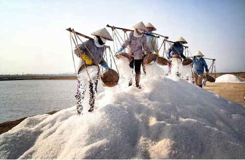 Diêm dân Bạch Long thu hoạch muối thô. Ảnh: Sentour.com.vn.