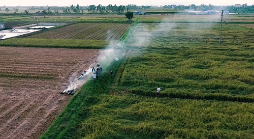 Nam Định có diện tích trồng lúa lớn, chất gạo ngon, sản lượng tăng dần nhưng đầu ra chưa ổn định. Ảnh: bizmedia.
