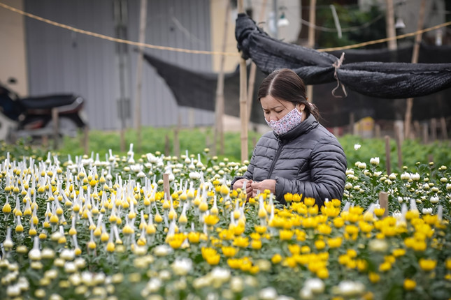 Ngoài quất và đào, xã Nam Phong, Nam Trực còn nổi tiếng là làng hoa lớn trong vùng. Những ngày giáp Tết là những vụ hoa lớn nhất trong năm vì vậy người nông dân trồng hoa thường làm việc ngày đêm không nghỉ.