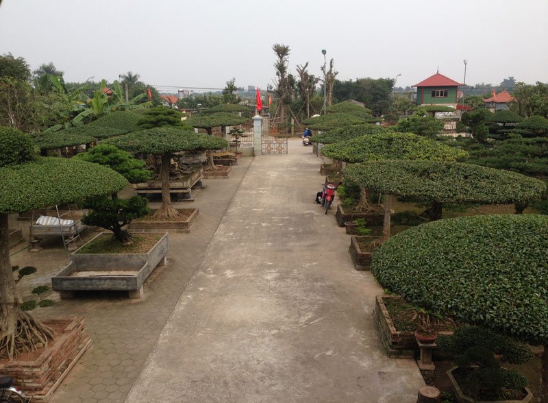 Hàng cây dáng lọng chạy dọc khuôn viên của gia đình anh Nguyễn Xuân Đức 