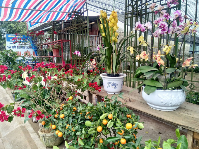 Nhiều loại hoa khoe sắc trong các sạp hàng cây tết.