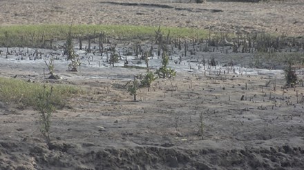 Nghĩa Hưng (Nam Định): Rừng mới trồng chắn sóng ven biển Nam Cồn Xanh chết hàng loạt