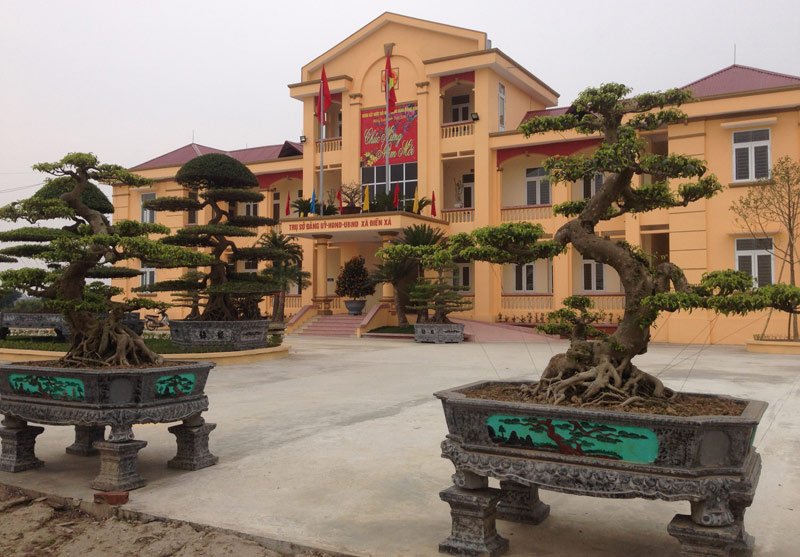 Nam Định: Hai cây sanh cổ được ‘ngã giá’ bằng cả con đường