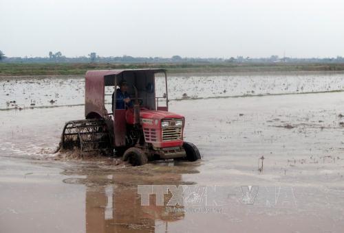 Gần 90% diện tích đất gieo cấy Nam Định đủ nước
