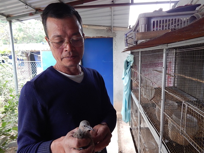 Con chim gáy 4 tháng tuổi được ông Trung nuôi riêng .