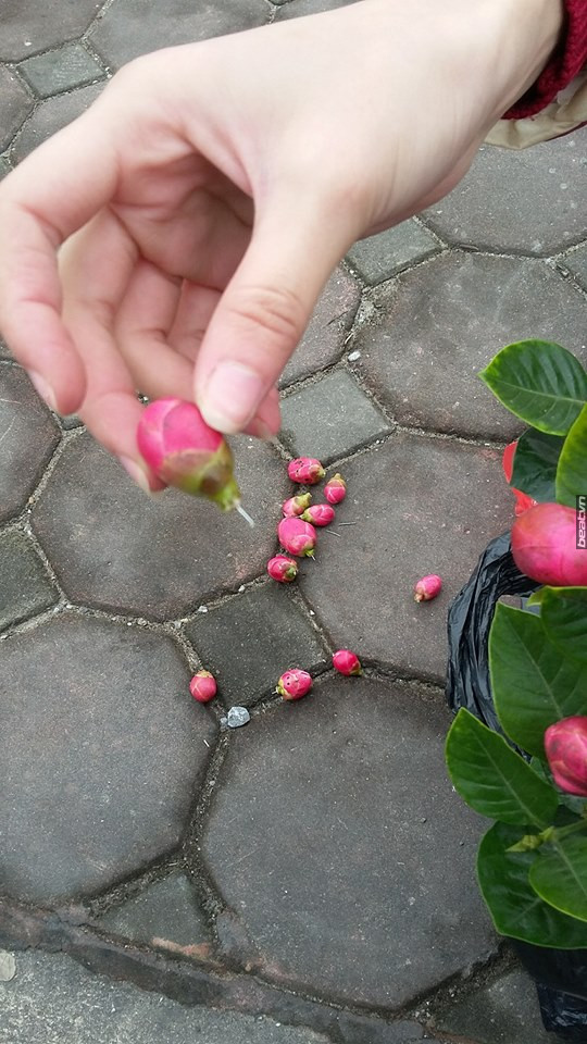 Nam Định: Dân mạng ồ ạt cảm thông em gái mua hoa Tết