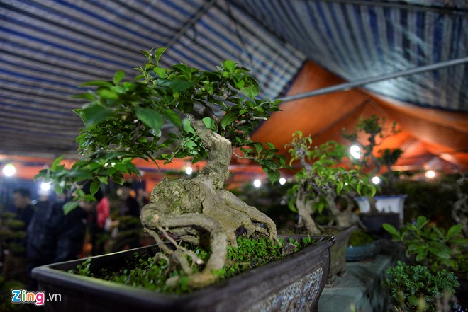 Cây hoa giấy bonsai được rao bán với giá 2,5 triệu đồng. “Loại cây này chỉ cửa hàng chúng tôi mới có”, anh Mạnh, một người bán hàng lâu lăm tại chợ Viềng khẳng định.