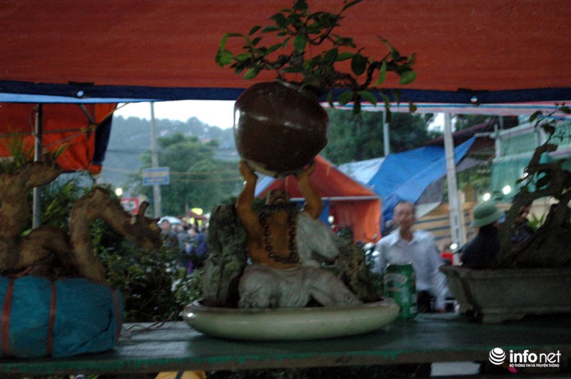 Trong khi đó, anh Vũ Văn Cường chủ nhân của cây cảnh có ông tượng đang nâng cây cho biết: "Giá bán cây cảnh có ông tượng đang nâng cây là 6 triệu đồng. Gian hàng của tôi mang ra đây bán năm nay có tổng trị giá hơn 100 triệu đồng".