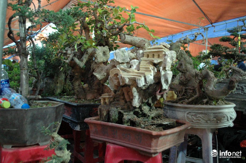 Còn đây là kiểu cây mọc trong thân đá cũng được bán với giá hơn 8 triệu đồng.