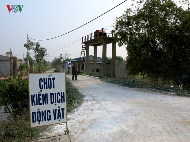 Ảnh: Rắc vôi bột trắng đường làng phòng chống cúm gia cầm ở Nam Định
