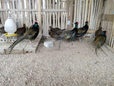 Chim trĩ xanh trưởng thành ở trang trại của bà Vũ Thị Lành (Ảnh: TD)