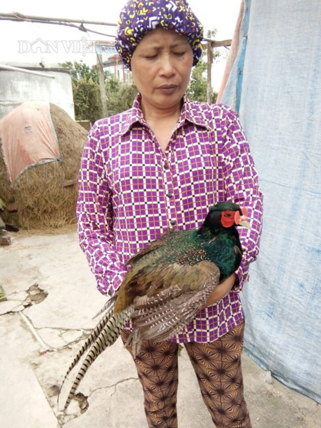 Nữ nông dân Vũ Thị Lành thành công với mô hình nuôi chim trĩ (chim trĩ xanh, chim trĩ đỏ) quý hiếm (Ảnh: TD)