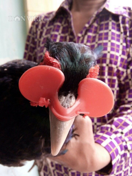Cận cảnh chim trĩ xanh đeo kính ngộ nghĩnh và ấn tượng tại trại chim trĩ của gia đình bà Lành (Ảnh: TD).