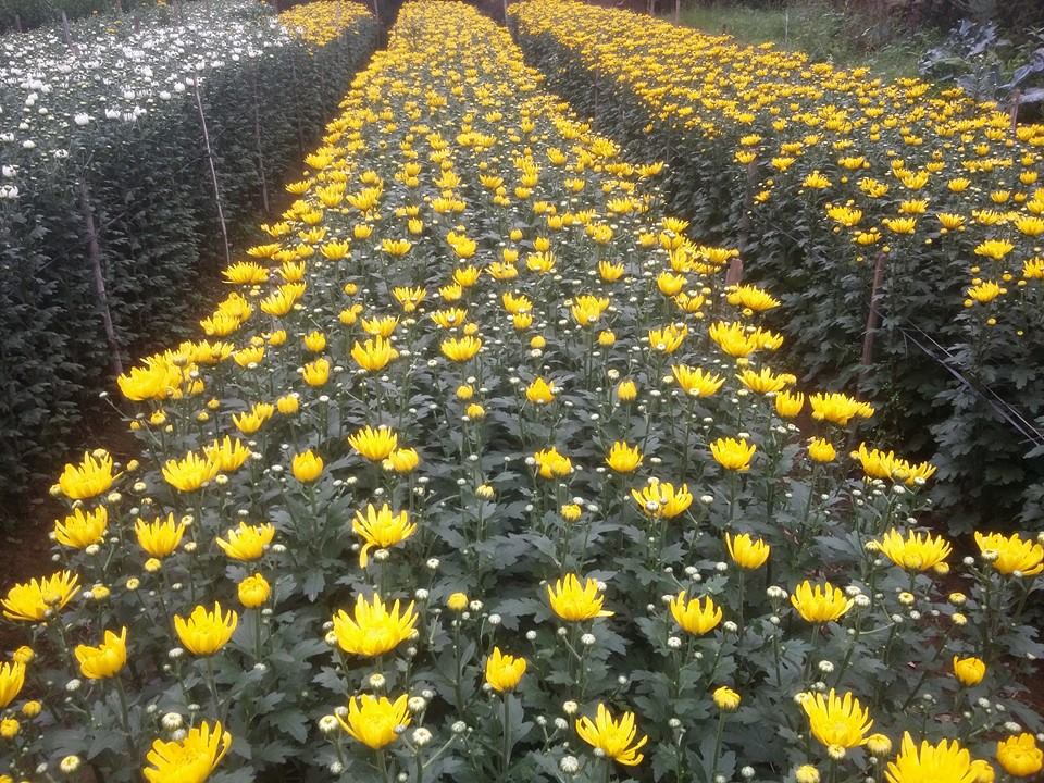 “Vương quốc” hoa cúc vàng đẹp mê hồn ở Nam Định