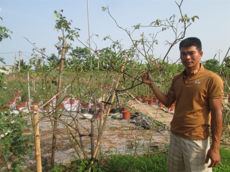 Nam Định: 8X trồng hoa hồng các loại thu tiền tỷ mỗi năm