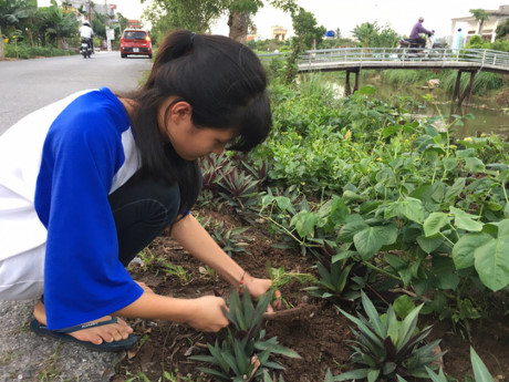 Em Phạm Tú Anh, học sinh lớp 11, trồng hoa mười giờ ven đường xã Hải Sơn trước cửa nhà mình