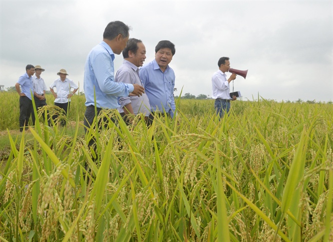 Hình thành những ‘làng nghề’ sản xuất giống lúa lai