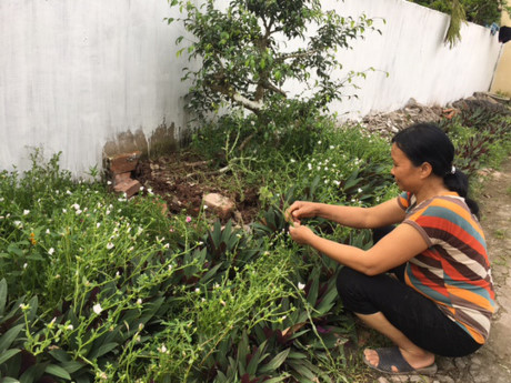 Bà Lê Thị Mai, xã Hải Toàn, chăm sóc luống hoa mười giờ ven con ngõ vào nhà