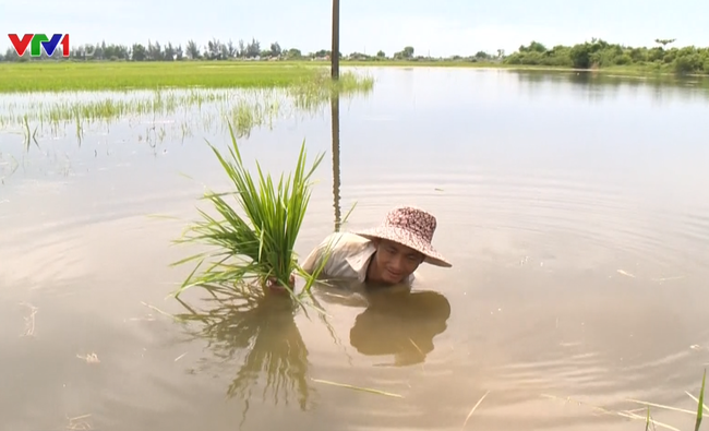 Hơn 7.000 ha lúa ở Nam Định phải cấy lại sau mưa bão