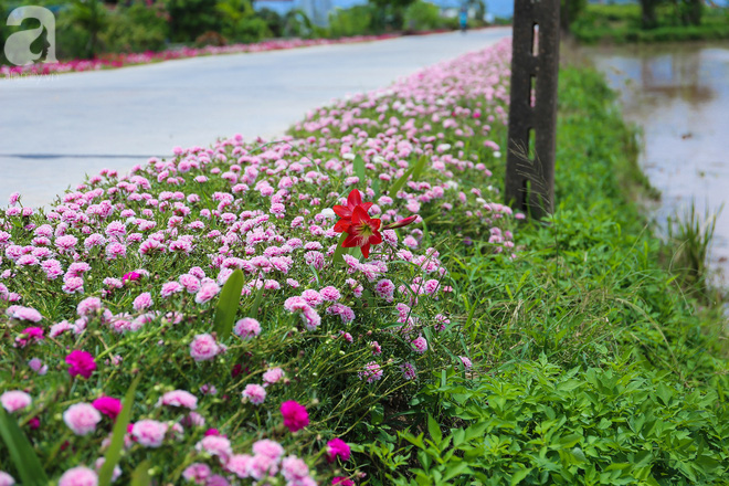 Đẹp ngỡ ngàng những con đường làng rực rỡ màu hoa
