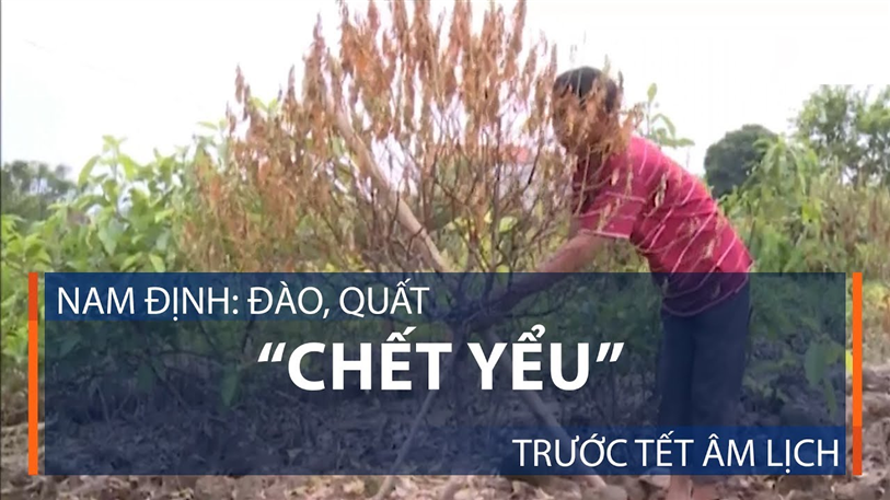 Nam Định: Đào, quất ‘chết yểu’ trước Tết âm lịch
