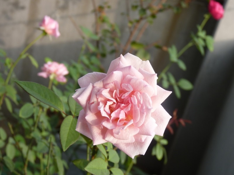Trồng hoa hồng đào cổ mang hương thơm nồng nàn, quyến rũ khắp nơi ngày Tết