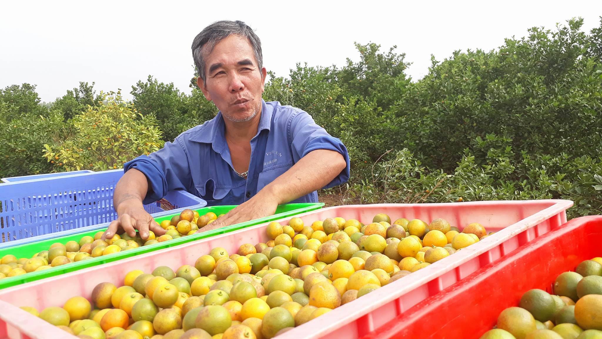Nam Định: Gặp người nông dân thu tiền tỉ mỗi năm nhờ trồng quất dược liệu sạch