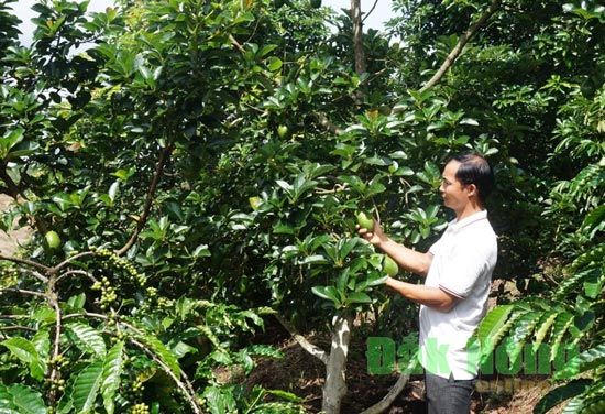 Bỏ nghề giáo viên về trồng bơ xen cà phê, thu hơn 2 tỷ/năm