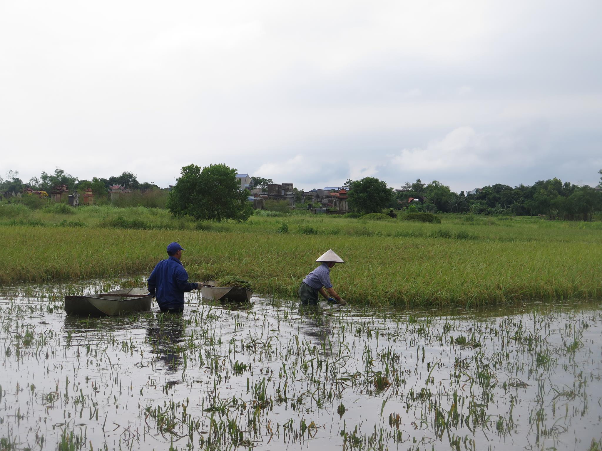 Nam Định: Chất vấn ‘căng’ chuyện mất mùa, ngập lụt