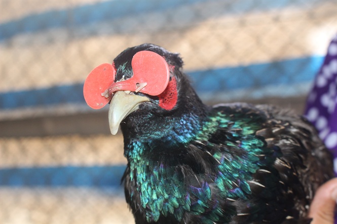 Giao Thủy: Trở thành tỷ phú ngoạn mục nhờ ‘chiêu’ đeo kính cho chim trĩ xanh