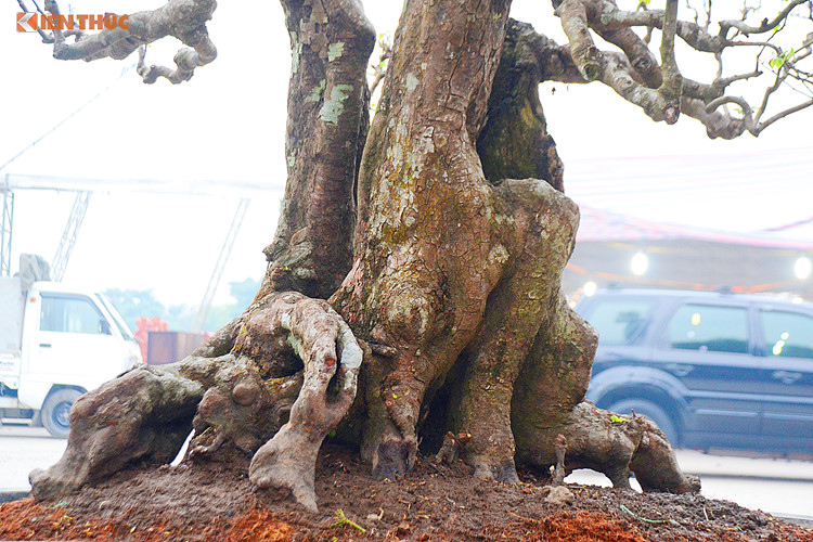 Nam Đinh: “Phát hờn” với cây khế cổ thụ giá gần nửa tỷ