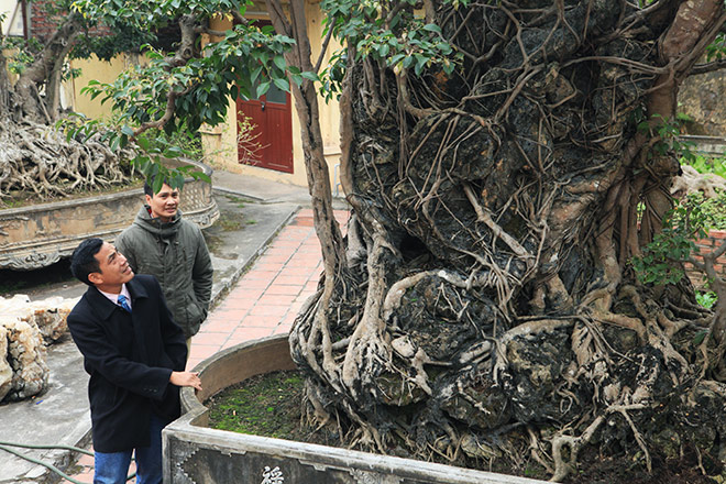 Doanh nhân đổi 8 lô đất lấy cây sanh cổ nhất châu Á