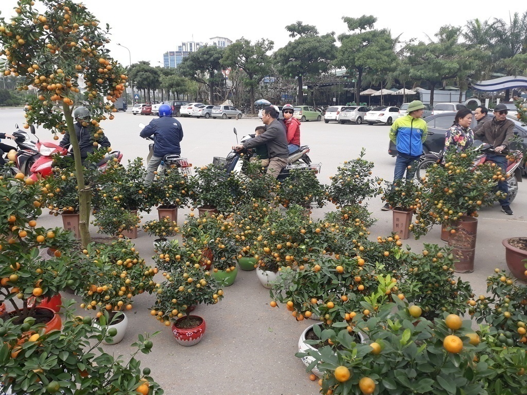 Quất bonsai giá hàng chục triệu đồng ‘đổ bộ’ từ Nam Định chờ người dân mua chơi Tết