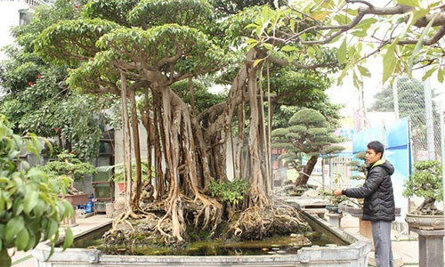 Xôn xao đại gia chi 5 tỷ mua cây sanh nguồn gốc Nam Định nổi tiếng bậc nhất Việt Nam