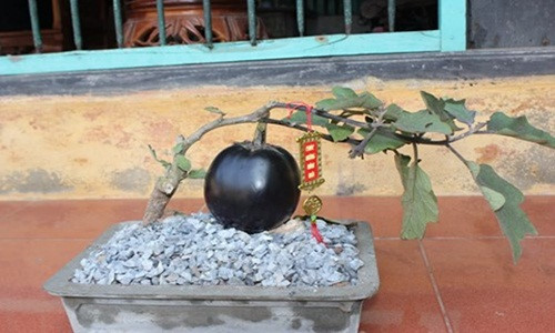 Hải Hậu: Mê tít những chậu bonsai cà tím siêu lạ mắt