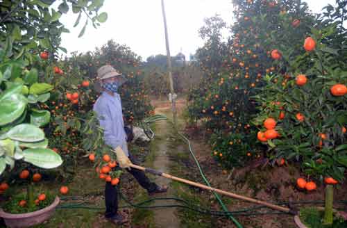Nam Định: Làm đẹp cho cây cảnh, kiếm tiền triệu mỗi ngày