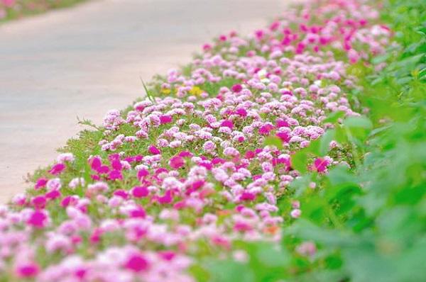 Dân mạng “mê mệt” con đường hoa khoe sắc rực rỡ đẹp như tiên cảnh ở làng quê Nam Định