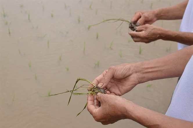 Hơn 20.000ha lúa non ở Nam Định ngắc ngoải trong biển nước