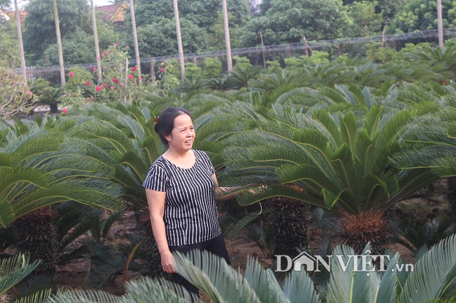 Xưa nay hiếm: Vườn có hơn 20 cây vạn tuế cùng lúc trổ hoa ở Nam Định