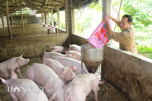 Giá heo hơi hôm nay 5/7: Lập “đỉnh” mới 53.000 đ/kg, nhà nông hối hả lắp điều hòa cho lợn