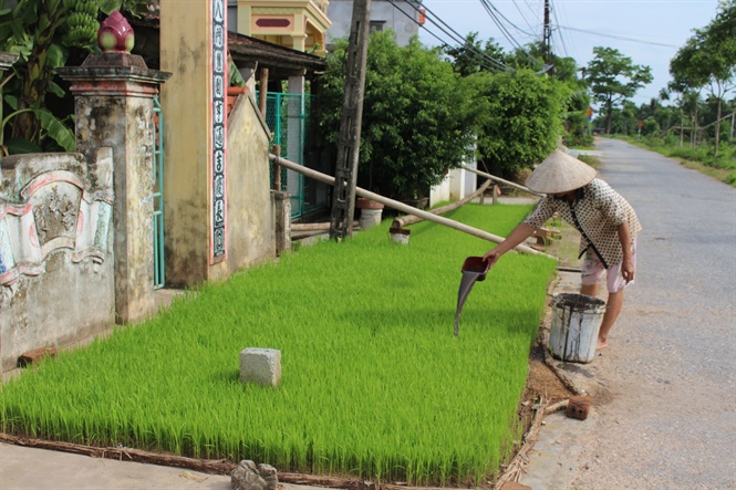 Nam Định: 23.100ha lúa phải gieo cấy lại