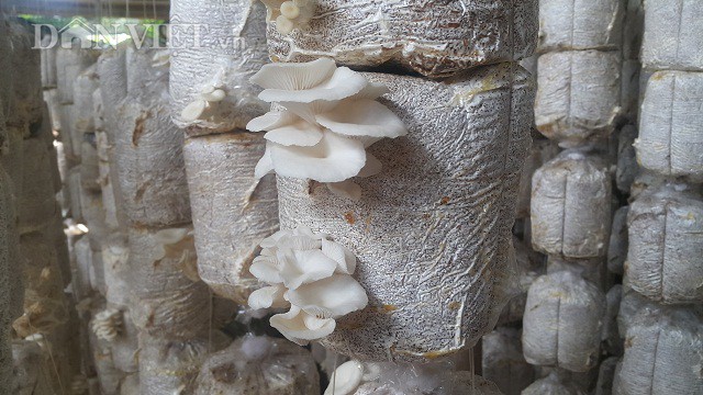 Hải Hậu: Kiếm hàng trăm triệu nhờ loại nấm dễ trồng