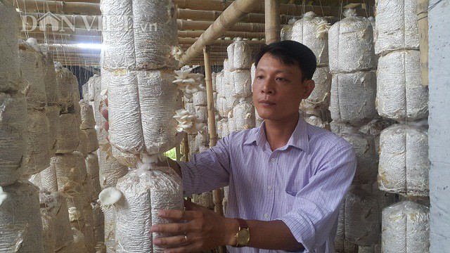 Nam Định: 8x bỏ túi 20 triệu đồng/tháng nhờ …loài nấm trắng như bông
