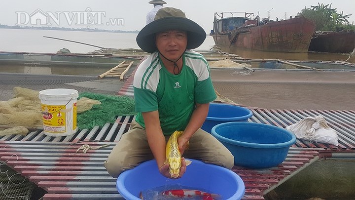 Mỹ Lộc: Nuôi loài cá nghìn đô trên sông Hồng, mỗi năm bỏ túi cả tỷ đồng